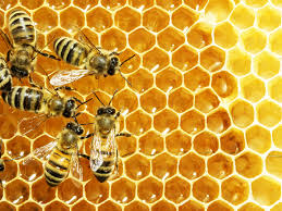 beneficiile produselor apicole